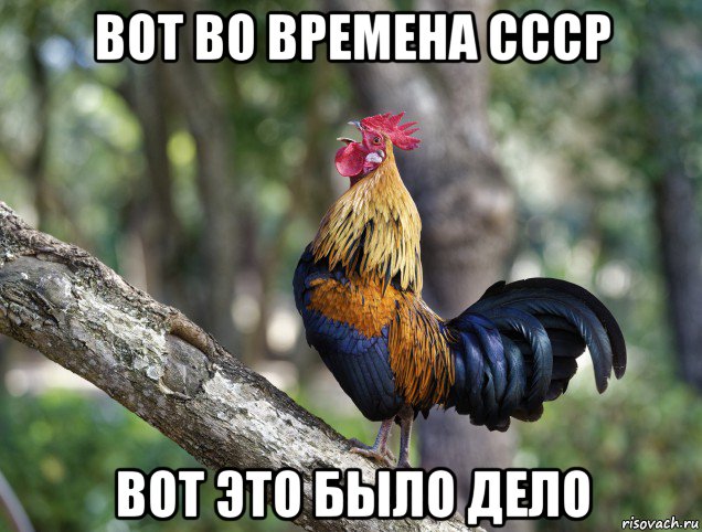 вот во времена ссср вот это было дело, Мем Петух - Банкивская джунглевая курица