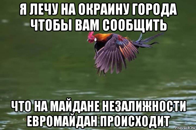 я лечу на окраину города чтобы вам сообщить что на майдане незалижности евромайдан происходит, Мем Петух - Банкивская джунглевая курица