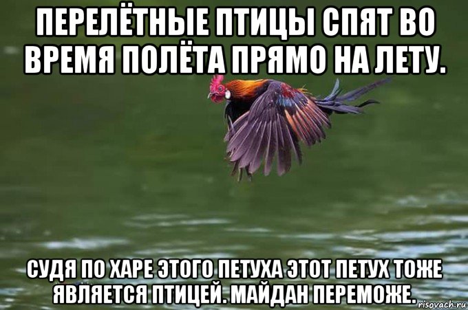 перелётные птицы спят во время полёта прямо на лету. судя по харе этого петуха этот петух тоже является птицей. майдан переможе., Мем Петух - Банкивская джунглевая курица