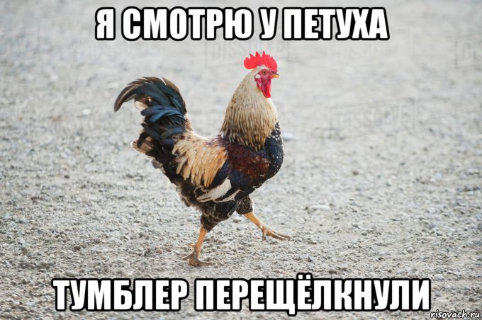 я смотрю у петуха тумблер перещёлкнули, Мем Петух активировался