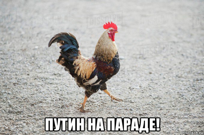  путин на параде!, Мем Петух активировался