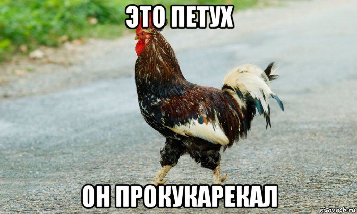 это петух он прокукарекал, Мем Петух переходит дорогу