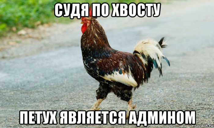 судя по хвосту петух является админом, Мем Петух переходит дорогу