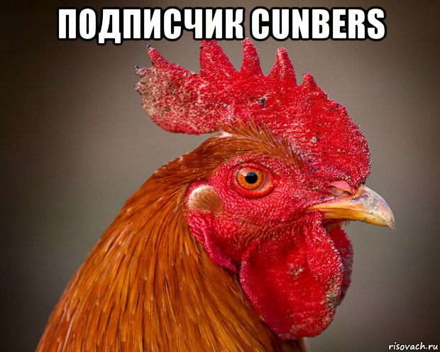 подписчик cunbers , Мем петух