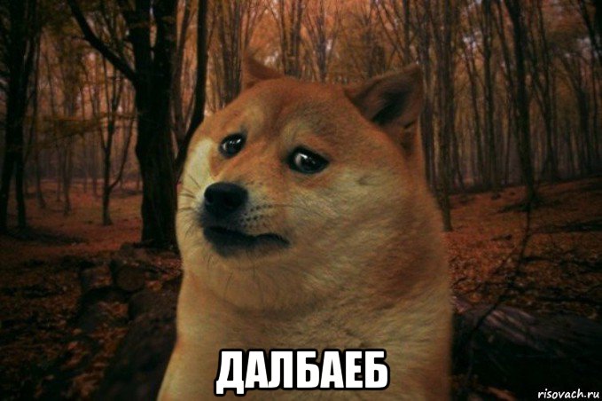  далбаеб, Мем SAD DOGE