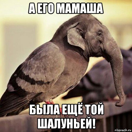 а его мамаша была ещё той шалуньей!, Мем Слон-ворона