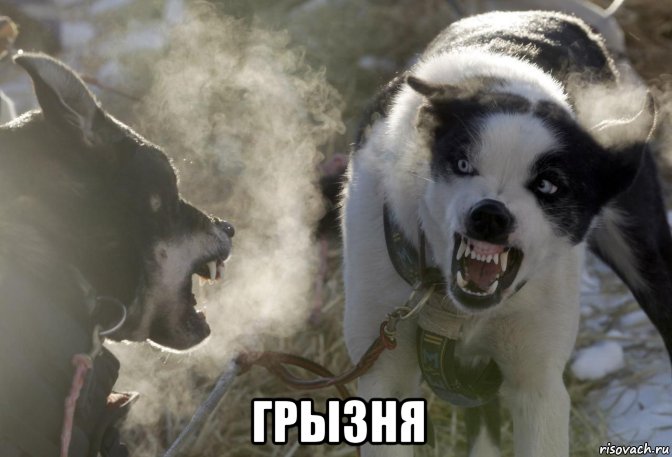  грызня, Мем Собаки грызня