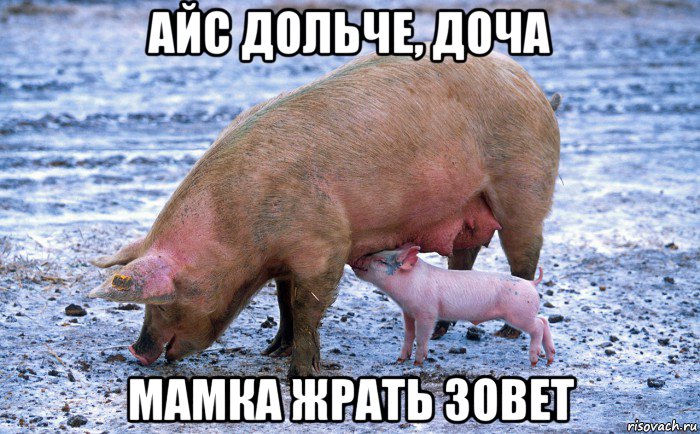айс дольче, доча мамка жрать зовет, Мем Свинья с поросёнком