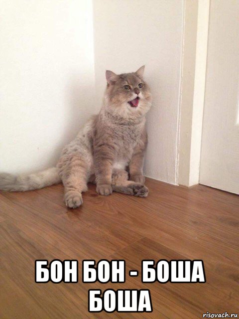  бон бон - боша боша, Мем Тайский кот Бон Бон