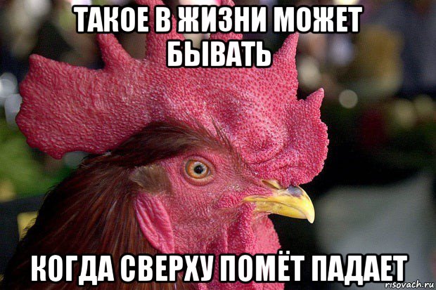 такое в жизни может бывать когда сверху помёт падает
