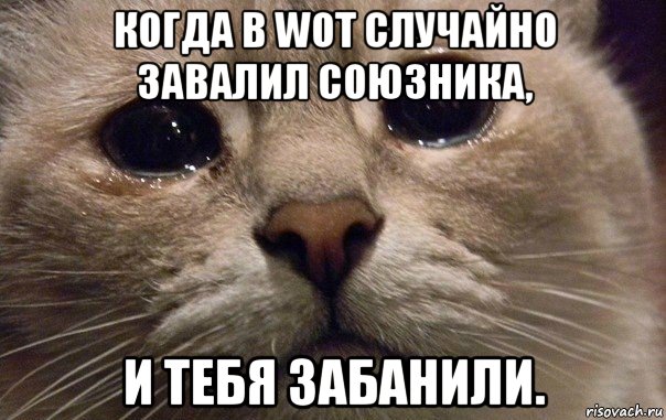 когда в wot случайно завалил союзника, и тебя забанили., Мем   В мире грустит один котик