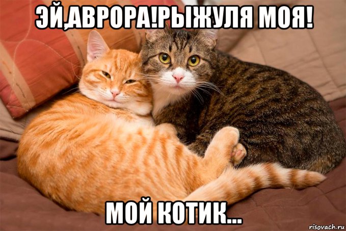 эй,аврора!рыжуля моя! мой котик..., Мем Влюбленные котики