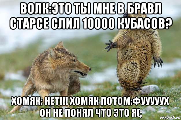 волк:это ты мне в бравл старсе слил 10000 кубасов? хомяк: нет!!! хомяк потом:фууууух он не понял что это я(;, Мем Волк и суслик