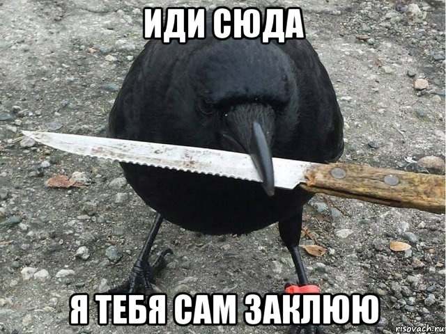иди сюда я тебя сам заклюю, Мем Ворона