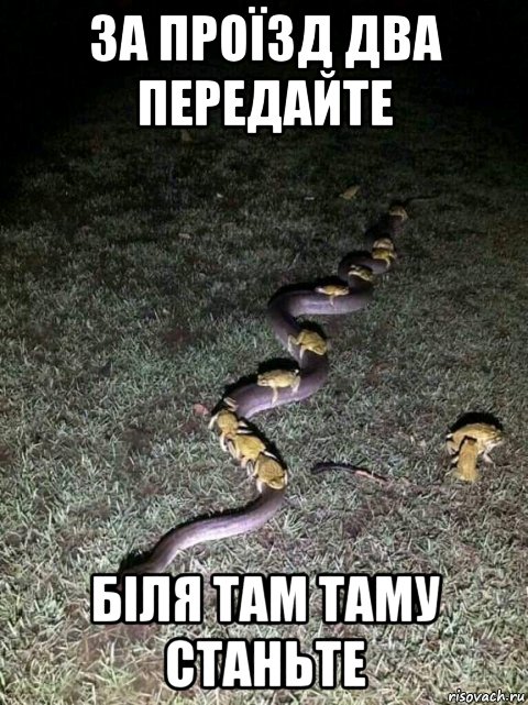 за проїзд два передайте біля там таму станьте, Мем Жабки