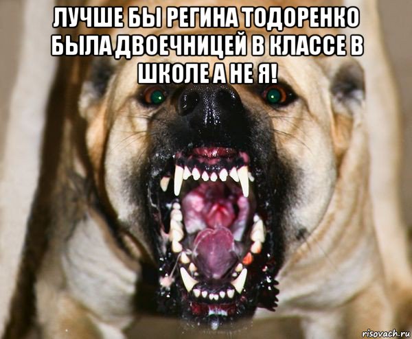 лучше бы регина тодоренко была двоечницей в классе в школе а не я! , Мем бешеная собака