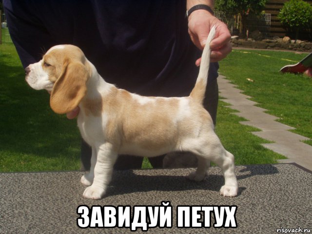  завидуй петух, Мем Бигль - Щенок - Редкий окрас
