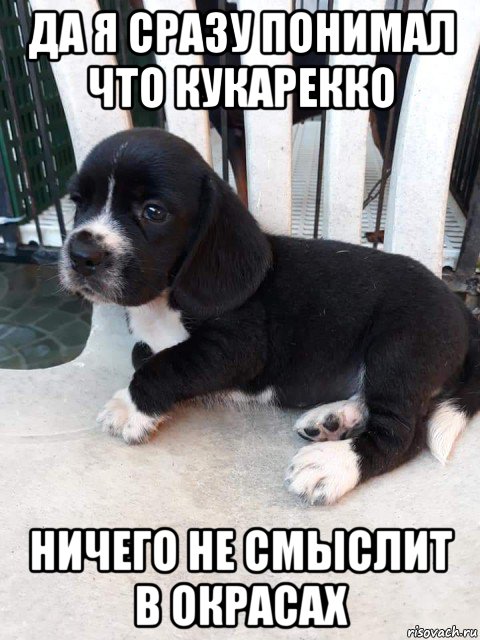 да я сразу понимал что кукарекко ничего не смыслит в окрасах, Мем Бигль - Щенок - Редкий окрас