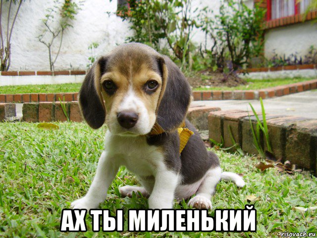  ах ты миленький, Мем Бигль