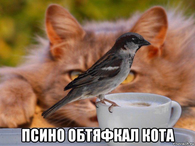  псино обтяфкал кота
