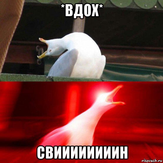 *вдох* свиииииииин