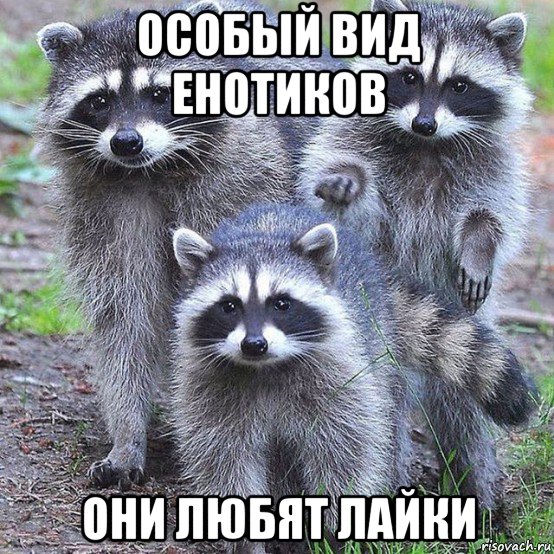 особый вид енотиков они любят лайки, Мем Чихпыхчики