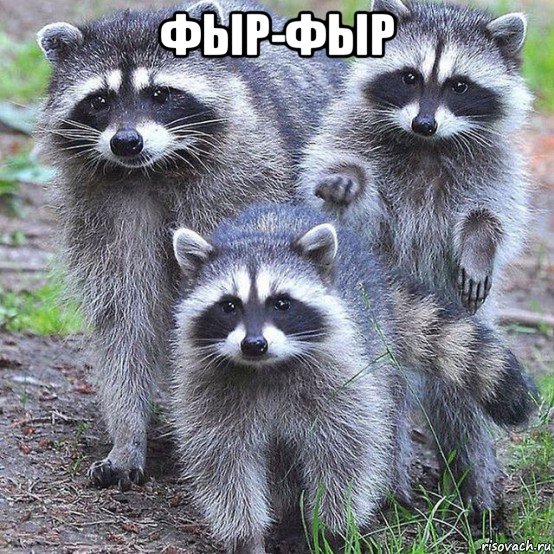 фыр-фыр , Мем Чихпыхчики