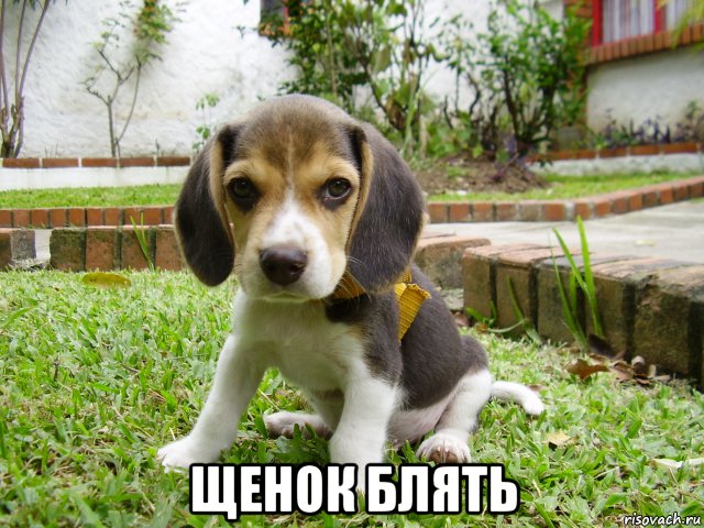  щенок блять, Мем Щенок блять