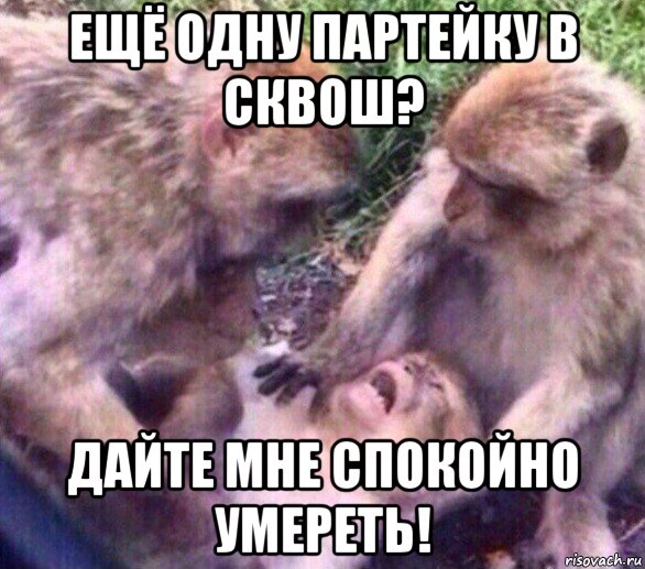 ещё одну партейку в сквош? дайте мне спокойно умереть!