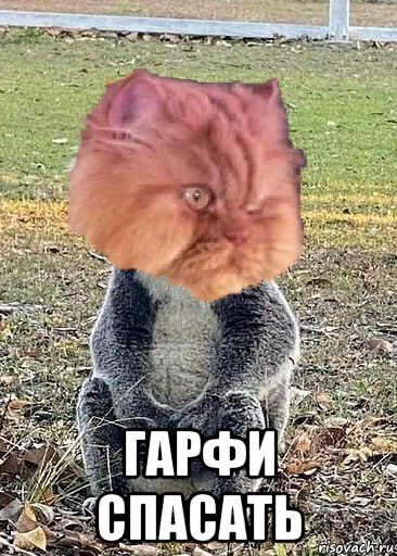  гарфи спасать, Мем Garfi the Angriest cat koala