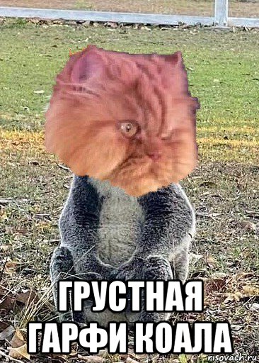  грустная гарфи коала, Мем Garfi the Angriest cat koala