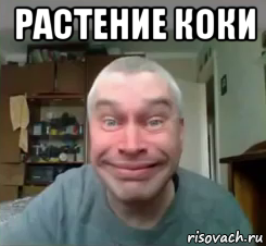 растение коки 