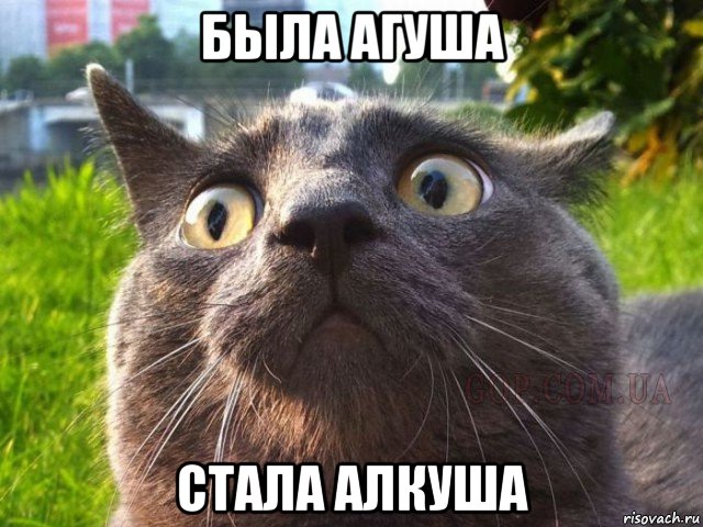 была агуша стала алкуша