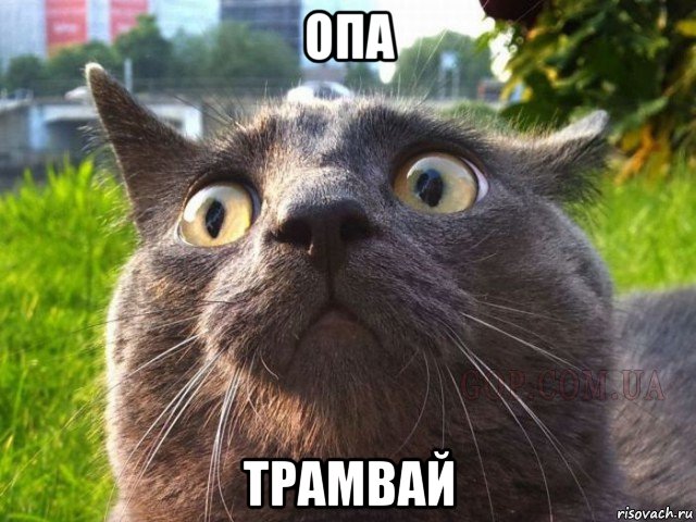 опа трамвай