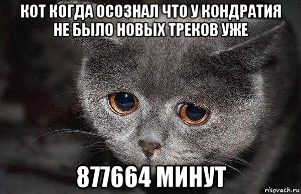 кот когда осознал что у кондратия не было новых треков уже 877664 минут, Мем  Грустный кот