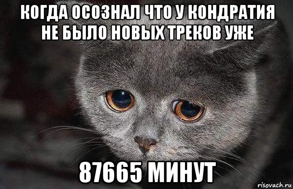 когда осознал что у кондратия не было новых треков уже 87665 минут, Мем  Грустный кот