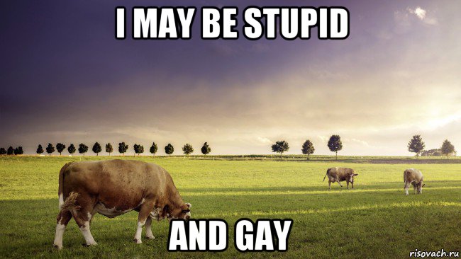 i may be stupid and gay, Мем Коровы на лугу