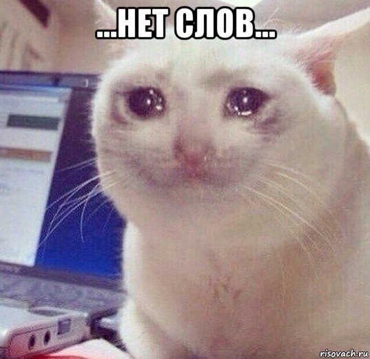 ...нет слов... , Мем Кот плачет