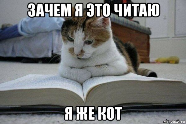 зачем я это читаю я же кот, Мем Кот с книгой