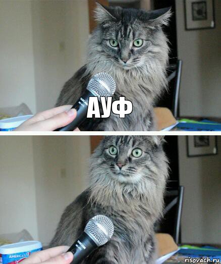 АУФ , Комикс  кот с микрофоном