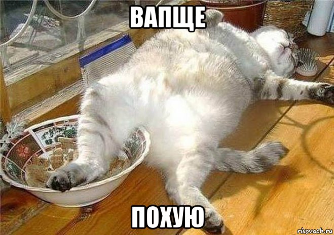 вапще похую, Мем Кот
