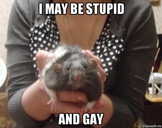 i may be stupid and gay, Мем Крыса Флинт