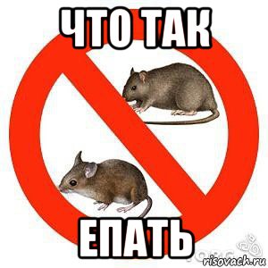 что так епать, Мем Крысам здесь не место