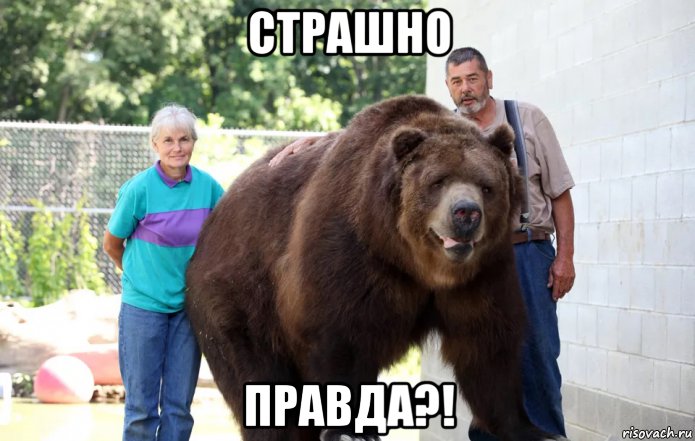 страшно правда?!, Мем Медведь Кадьяк