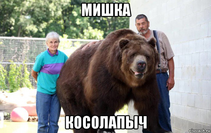 мишка косолапыч, Мем Медведь Кадьяк