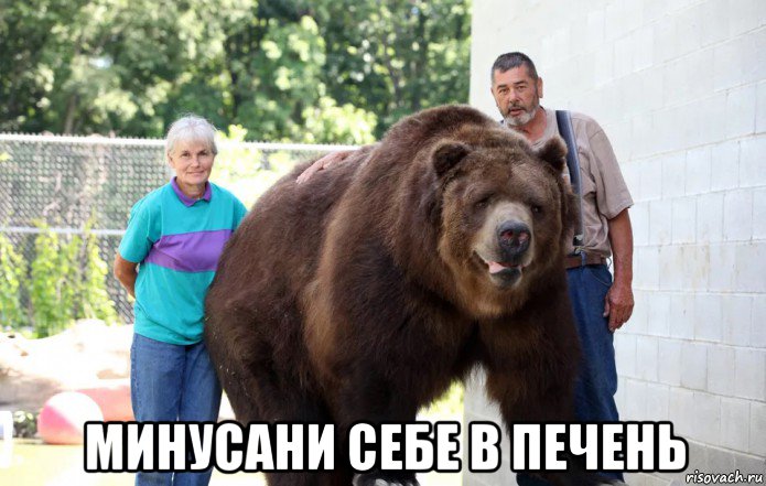  минусани себе в печень, Мем Медведь Кадьяк