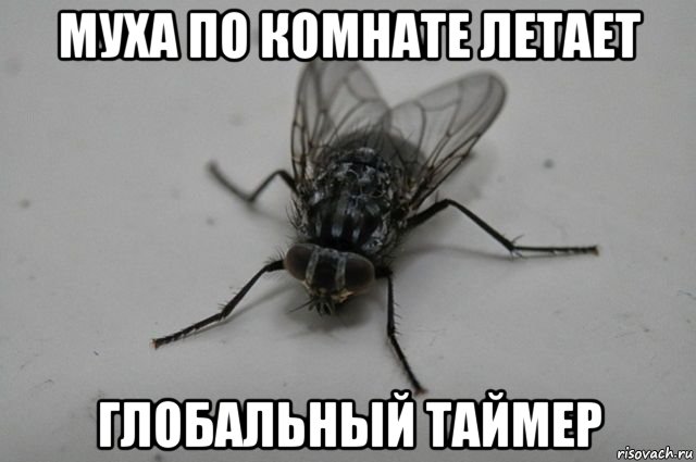 муха по комнате летает глобальный таймер, Мем Муха