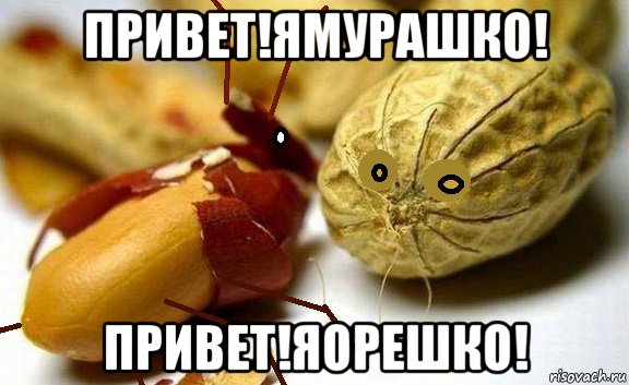 привет!ямурашко! привет!яорешко!, Мем Мурашко и Орешко