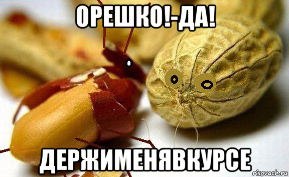 орешко!-да! держименявкурсе, Мем Мурашко и Орешко