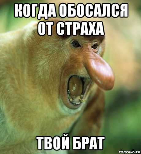 когда обосался от страха твой брат, Мем Обезьян-носач